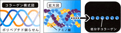 コラーゲン模式図、拡大図