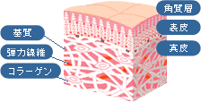 コラーゲン詳細図